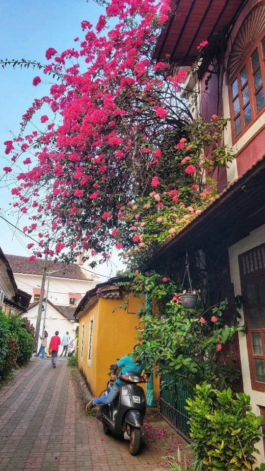 On our last day, we took it slow and spent a lazy afternoon wandering through #fontainhasgoa —the colorful #latinquartergoa with its charming Portuguese vibes. No wonder so many Hindi movies have been shot here! The streets were buzzing, with people clicking pictures everywhere.

Our driver was funny and overly excited, and he proudly took us to a seaside area where many celebrities and film stars own beautiful homes.

We wrapped up the day with a peaceful, after-dinner walk along the beach.

Absolutely loved Goa—definitely going back the next time I’m in India! 🌴✨ #travel #travelinindia #znltravels